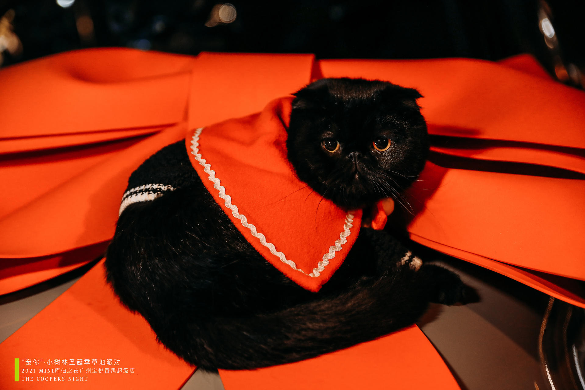 沉浸式感受MINI「寵你」小樹林圣誕季草地派對活動策劃吧 - 第35張 - 會展活動策劃CCASY.COM 沉浸式感受MINI「寵你」小樹林圣誕季草地派對活動策劃吧 - 第35張