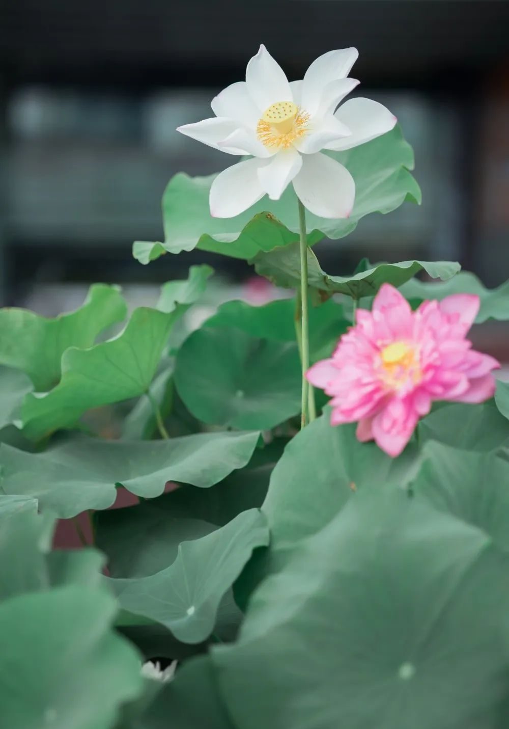 廣州天河城26周年全真荷花主題展覽活動策劃打造了一片新奇的消暑之地 - 第22張 - 會展活動策劃CCASY.COM 廣州天河城26周年全真荷花主題展覽活動策劃打造了一片新奇的消暑之地 - 第22張