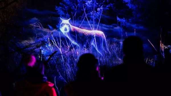 看，白雪季節(jié)的燈光秀活動(dòng)策劃的主角是一群夜行動(dòng)物，真美