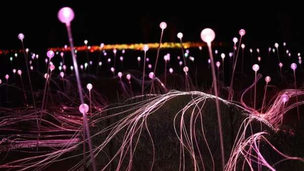 原野上的一場(chǎng)沉浸式燈光秀活動(dòng)仿佛夜空中花朵般怒放