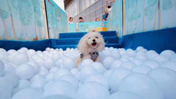 萌寵嘉年華會(huì)展活動(dòng)上歡聲一片，萌寵們更是釋放了束縛放開玩