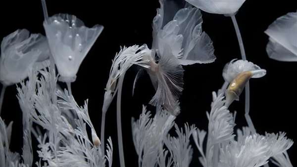 日本藝術(shù)家新作展覽活動推出的水上花園，透明的花令人難以置信