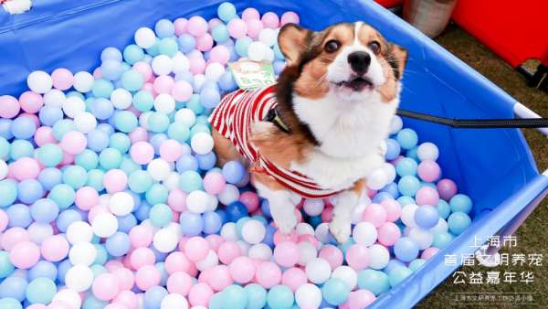 魔都寵物嘉年華活動(dòng)策劃，各大萌寵治愈力真的超級(jí)MAX！