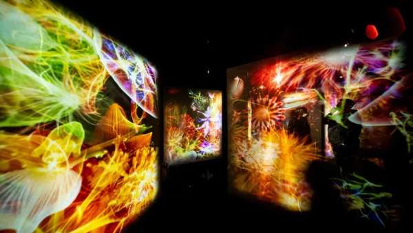 「B.A綻放生命之美」沉浸式展覽活動(dòng)策劃，是生命律動(dòng)的藝術(shù)魅力