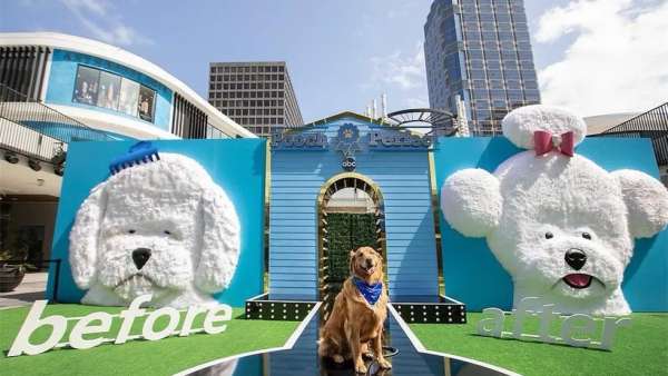 「完美狗狗」節(jié)目宣傳活動(dòng)策劃還能為寵物錄制T臺(tái)視頻秀